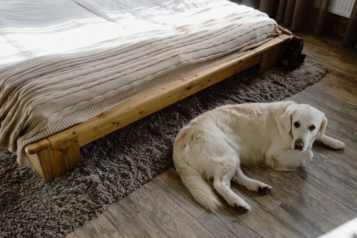 Um golden retriever deitado num tapete, num quarto com luz de janela