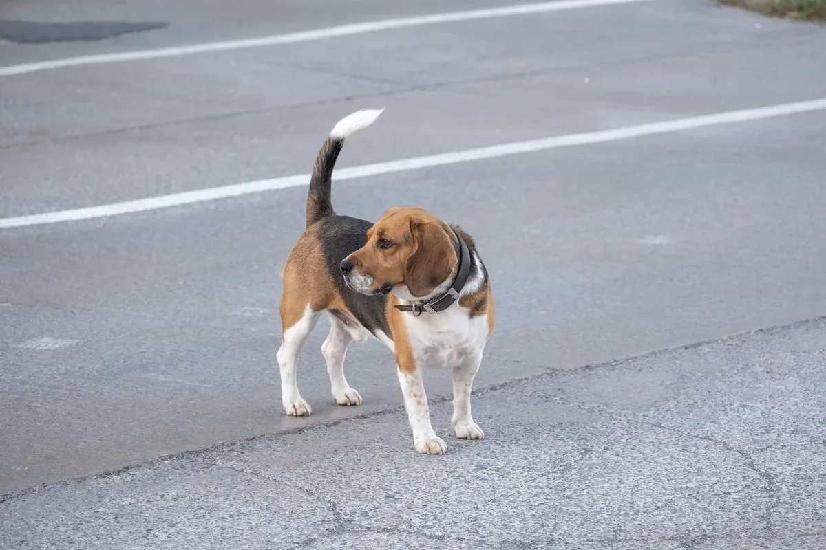 cachorro parado e alerta numa rua pavimentada, olhando para a câmera
