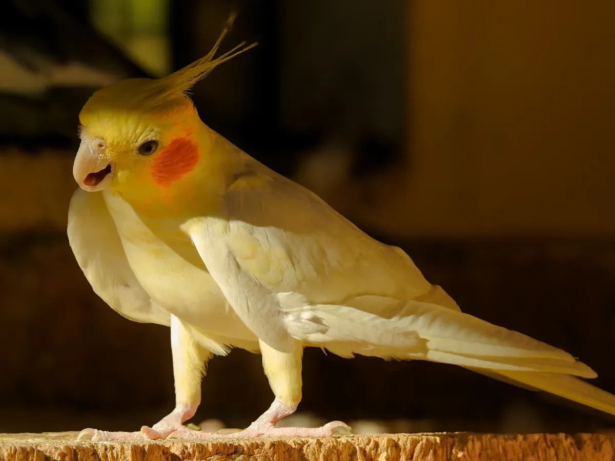 calopsita empoleirada, tranquila, na luz do fim da tarde