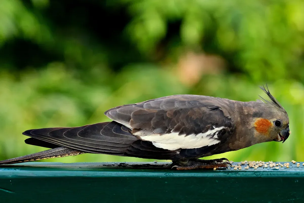 calopsita comendo sementes sobre uma mesa