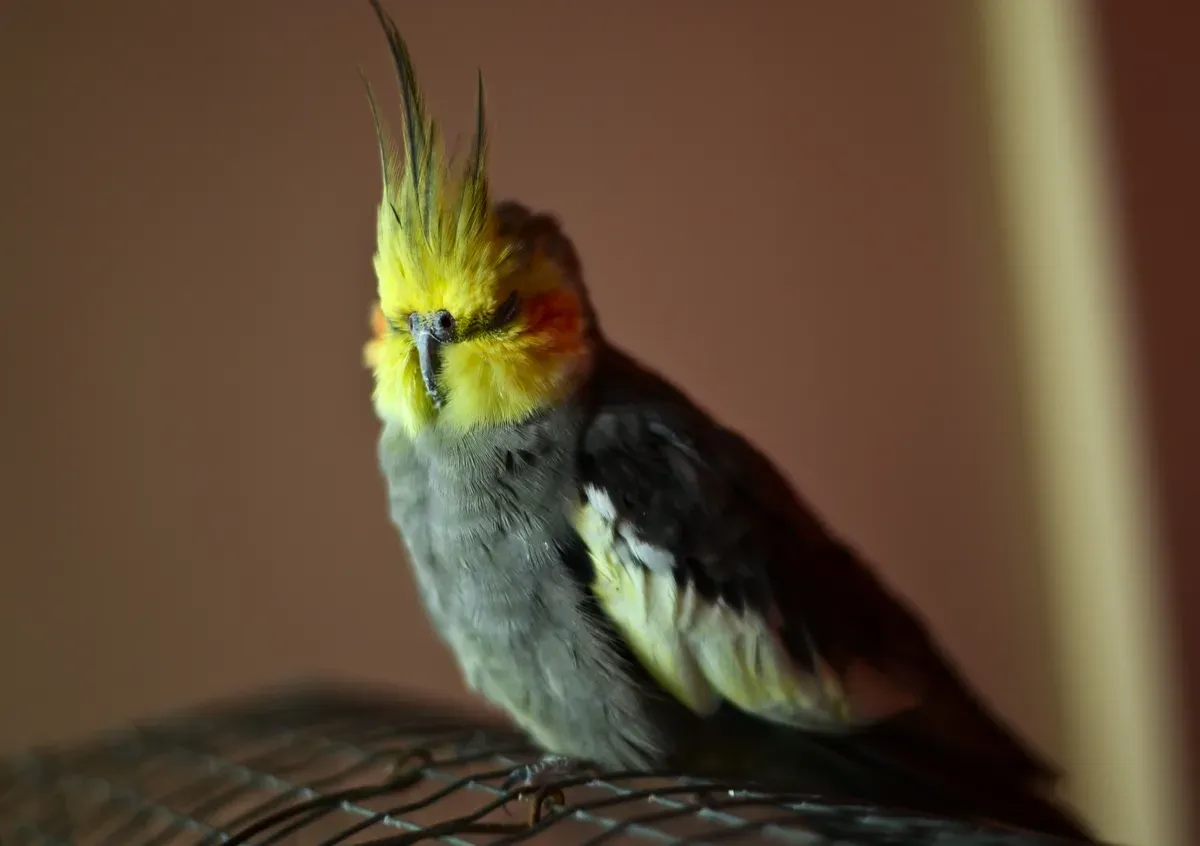 calopsita empoleirada na gaiola, dentro de casa