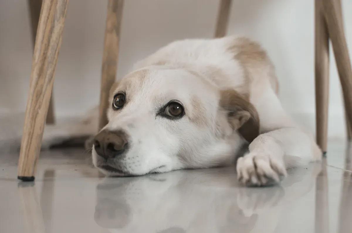 Cachorro deitado no chão de casa olhando parado para o lado