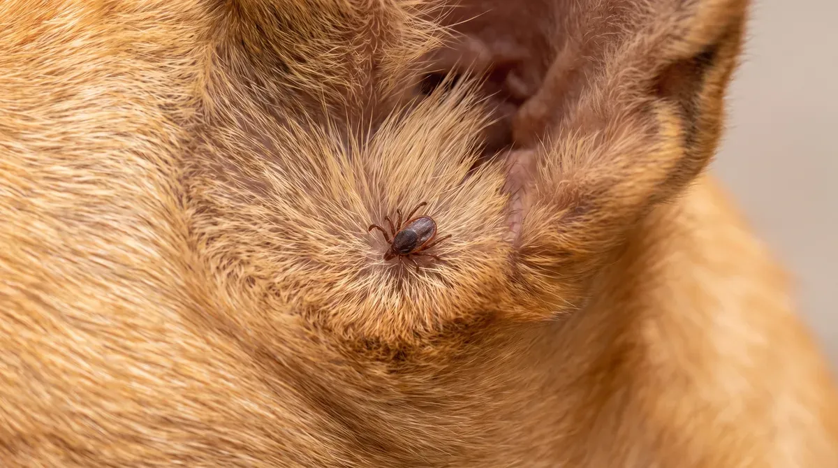 carrapato pequeno e marrom preso no pelo caramelo de um cachorro, logo abaixo da orelha