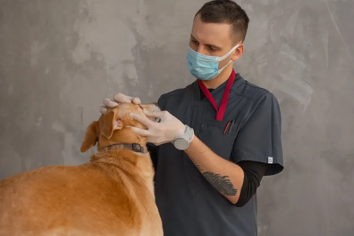 veterinário de luvas e máscara examinando a cabeça de um cachorro caramelo na clínica
