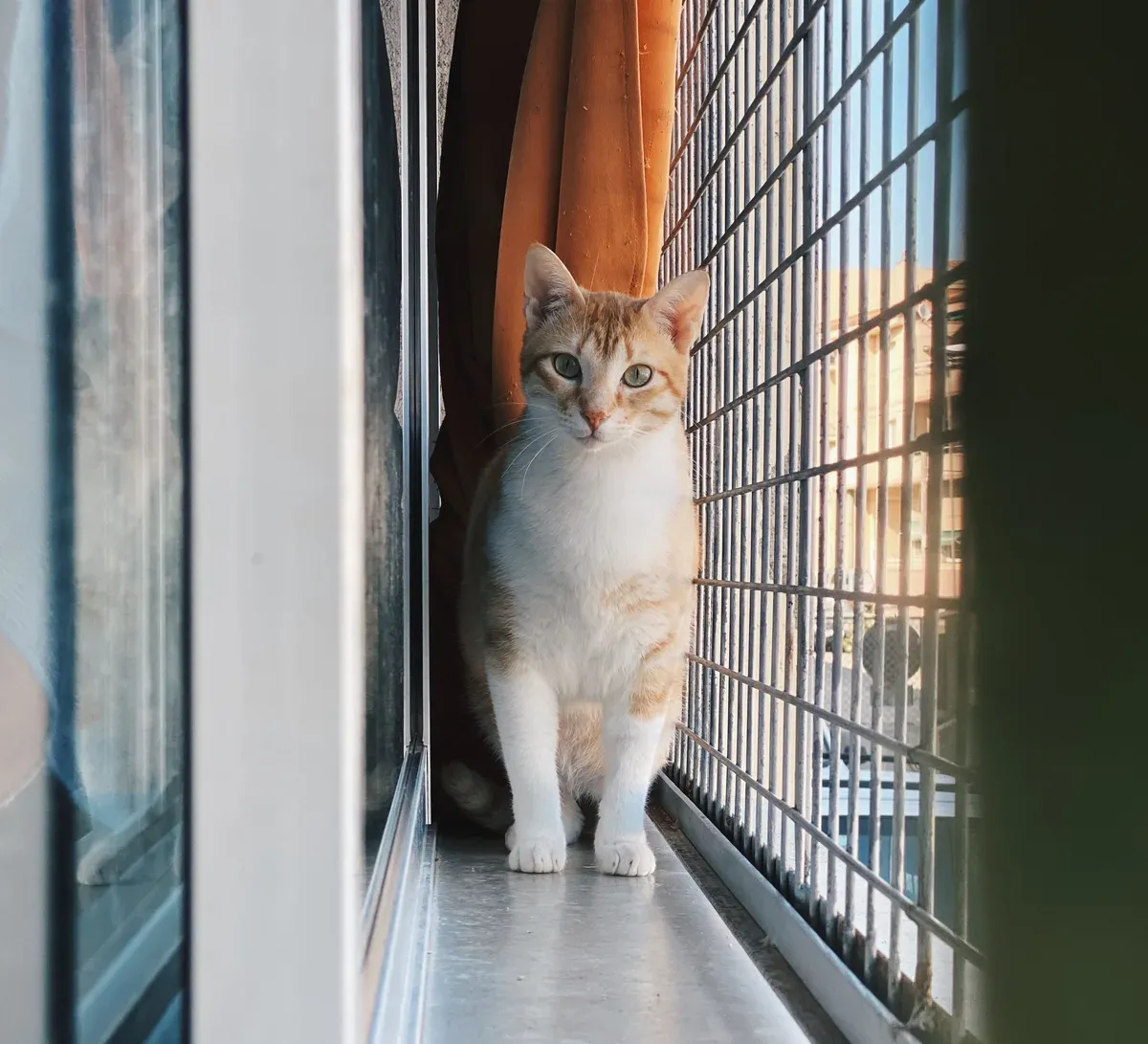 gato branco com manchas alaranjadas em pé no parapeito de uma janela, ao lado de uma grade de proteção