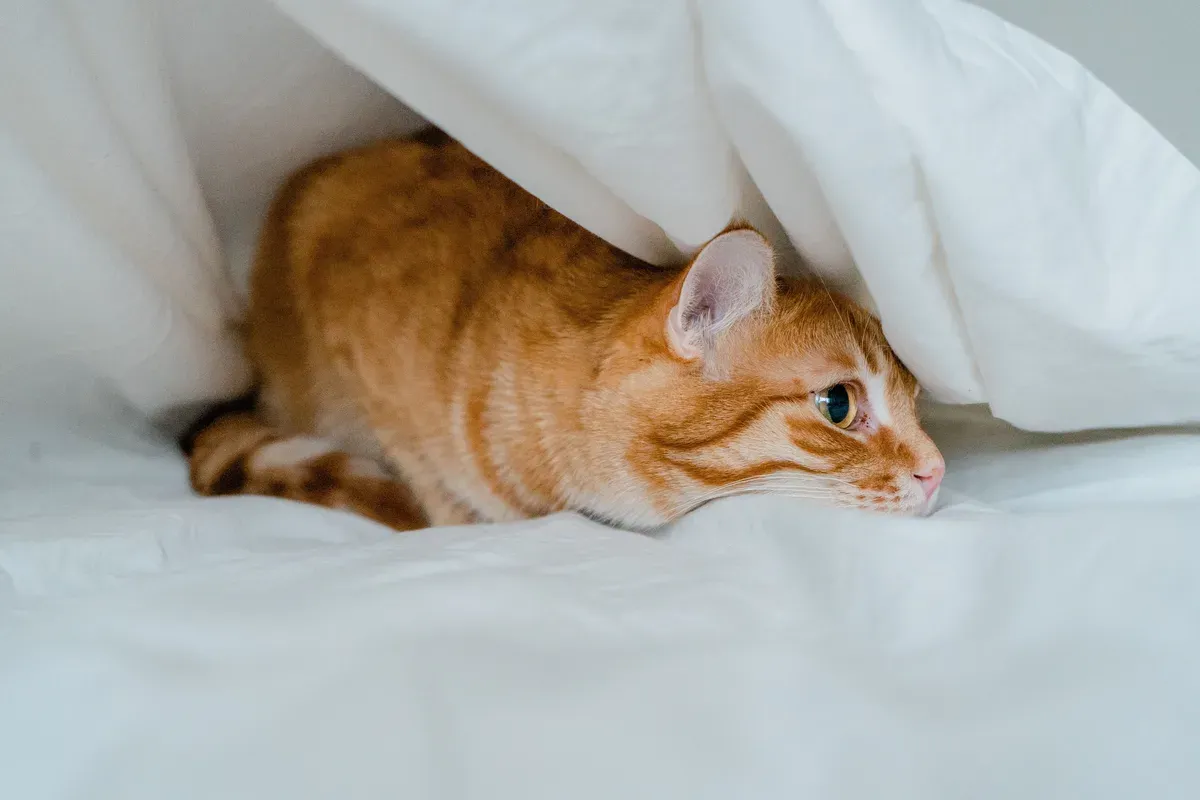 gato laranja de listras agachado debaixo de um edredom branco, olhando de lado