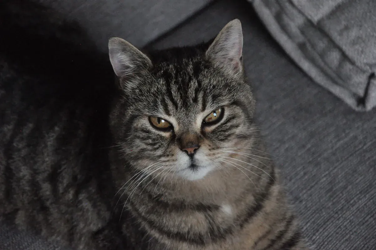 Gato malhado deitado em um sofá cinza, olhando fixamente para a frente