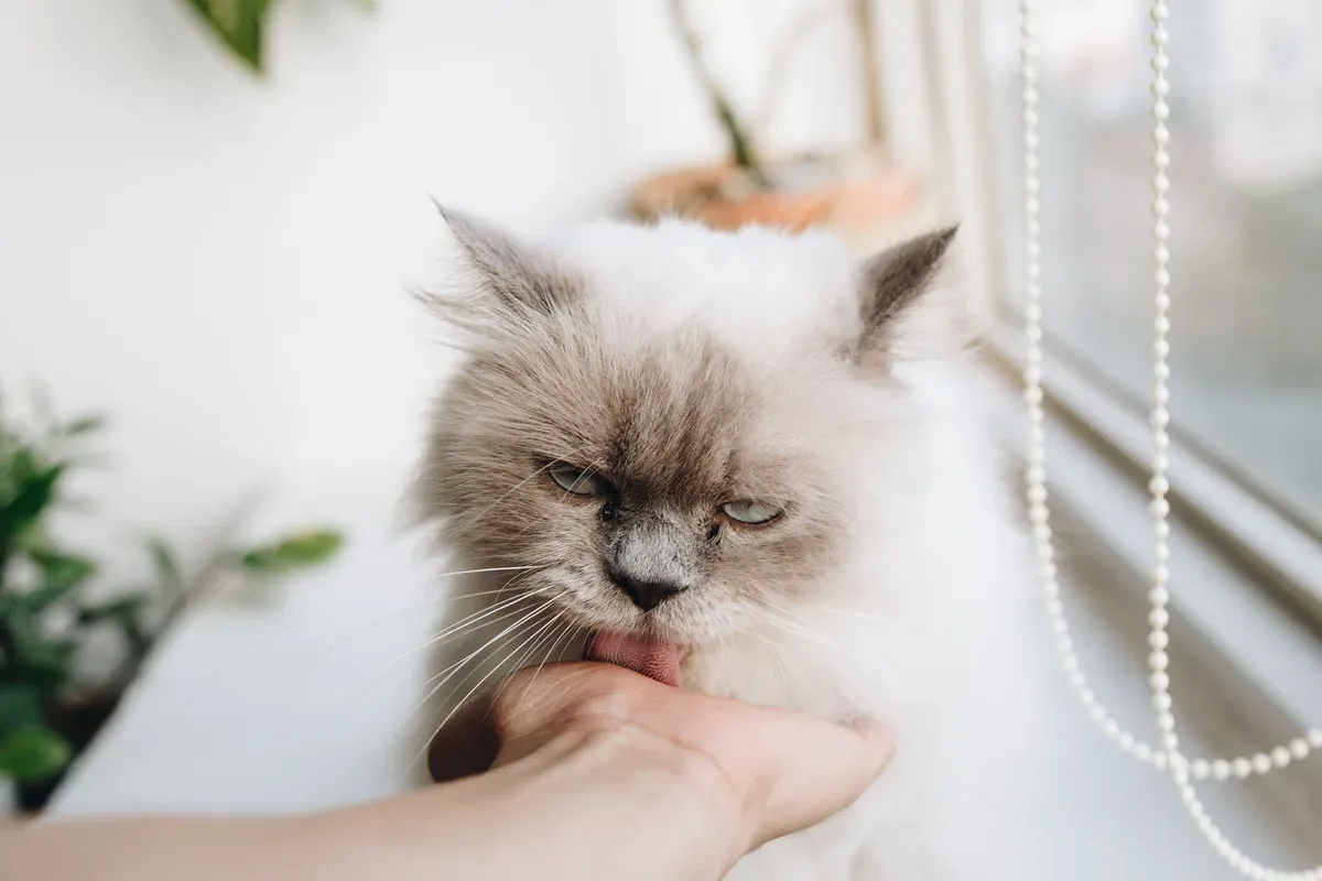 Mão de uma pessoa fazendo carinho na cabeça de um gato peludo perto de uma janela