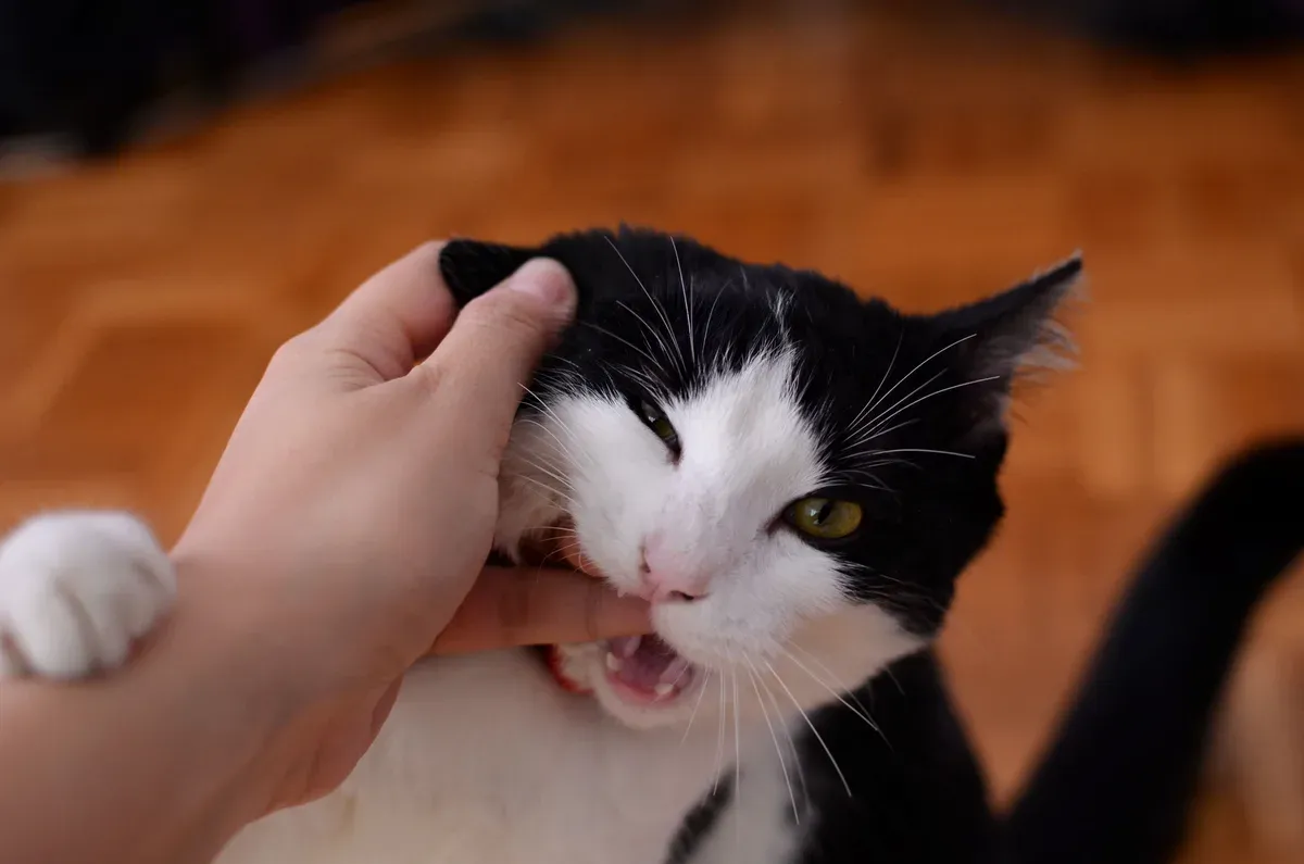 Filhote de gato preto e branco mordendo de leve o dedo de uma pessoa
