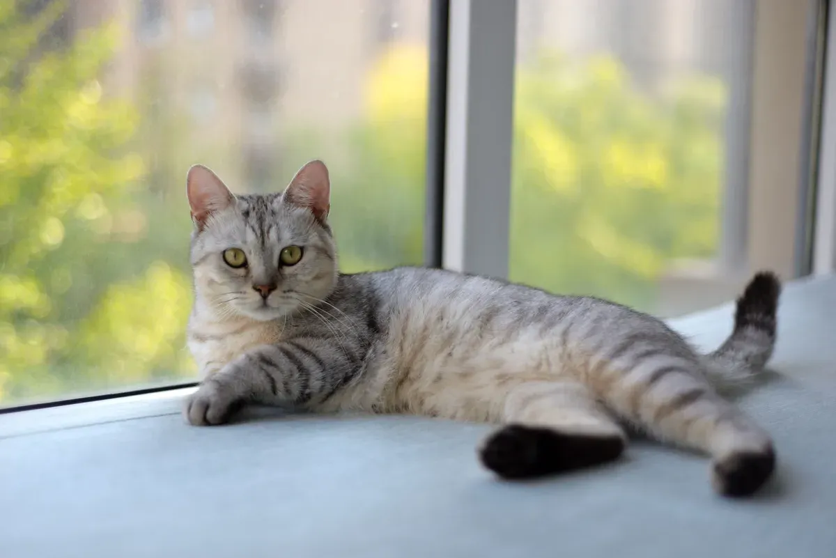 Gato cinza malhado descansando ao lado de uma janela ensolarada dentro de casa