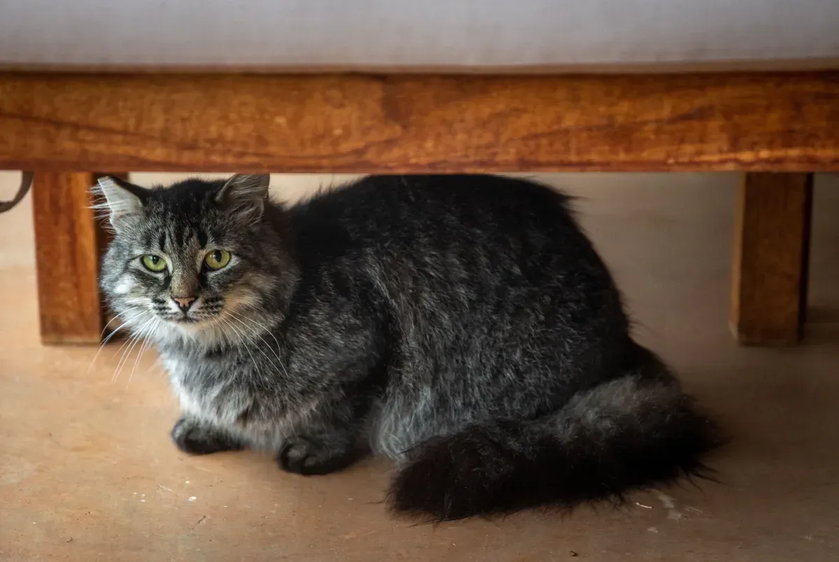 gato cinza de pelo longo agachado embaixo de um móvel de madeira, olhando para a câmera