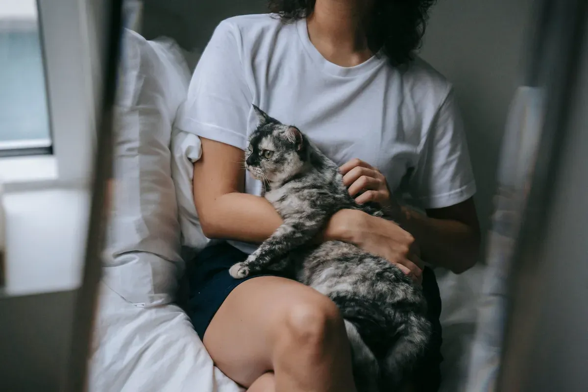 Mulher sentada na cama fazendo carinho em um gato malhado deitado no colo dela