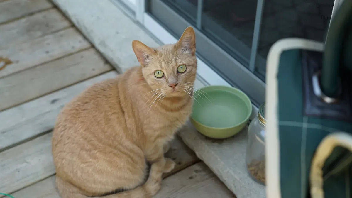 Gato laranja sentado ao lado de um pote, sem beber
