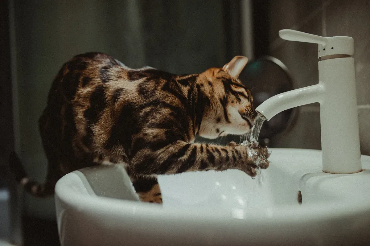 Gato bebendo água direto da torneira da pia do banheiro