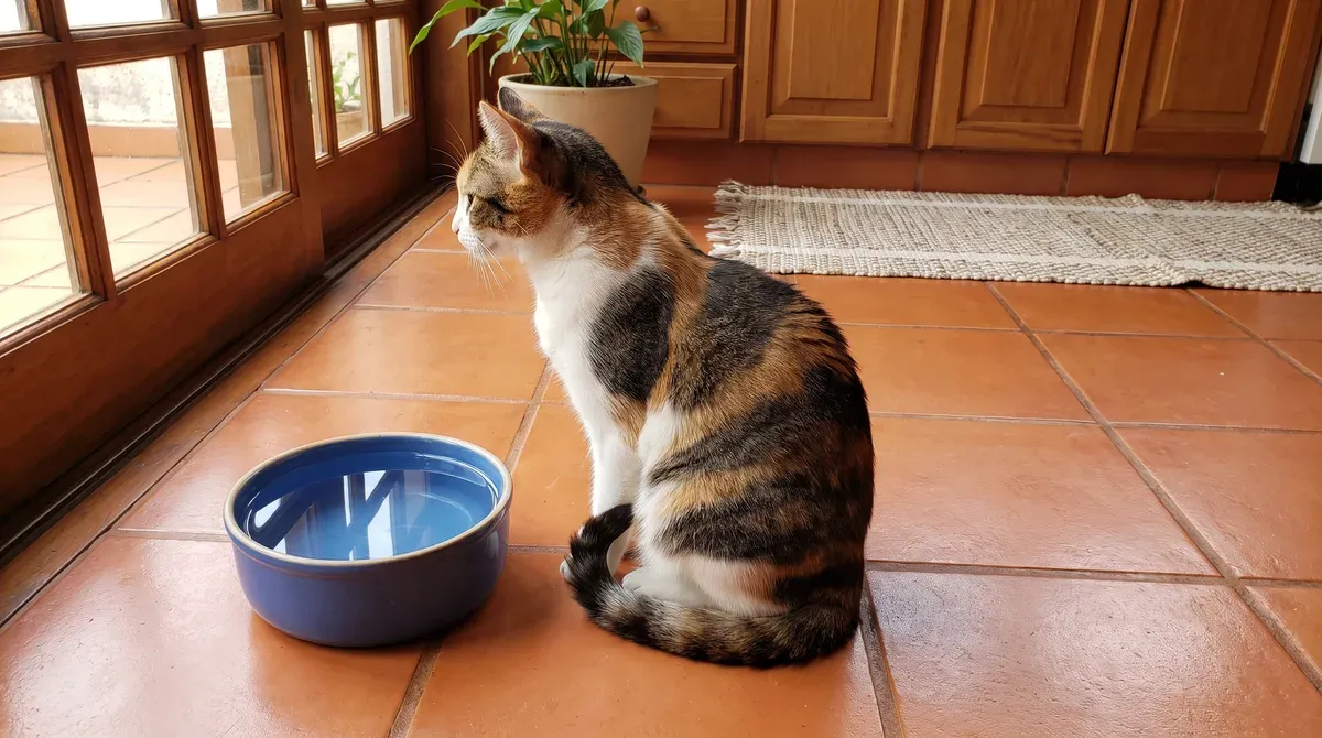 Gata tricolor sentada no piso de cerâmica da cozinha, de costas para um pote azul cheio de água, olhando pela porta de vidro