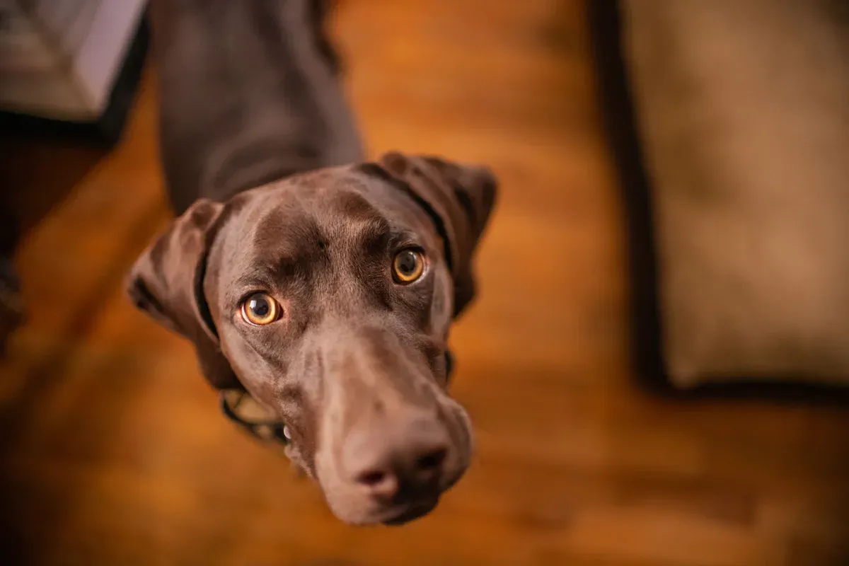 cachorro sentado dentro de casa olhando para cima, na direção do dono