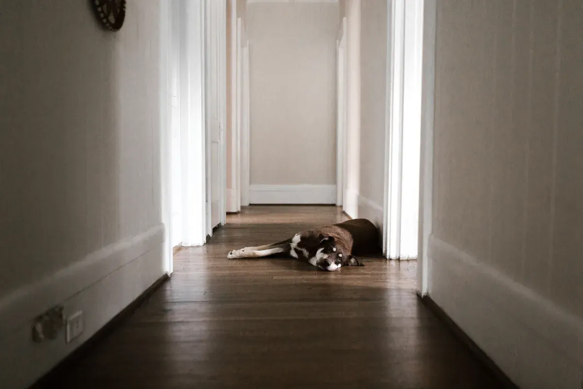 cachorro deitado tranquilo num corredor claro de casa