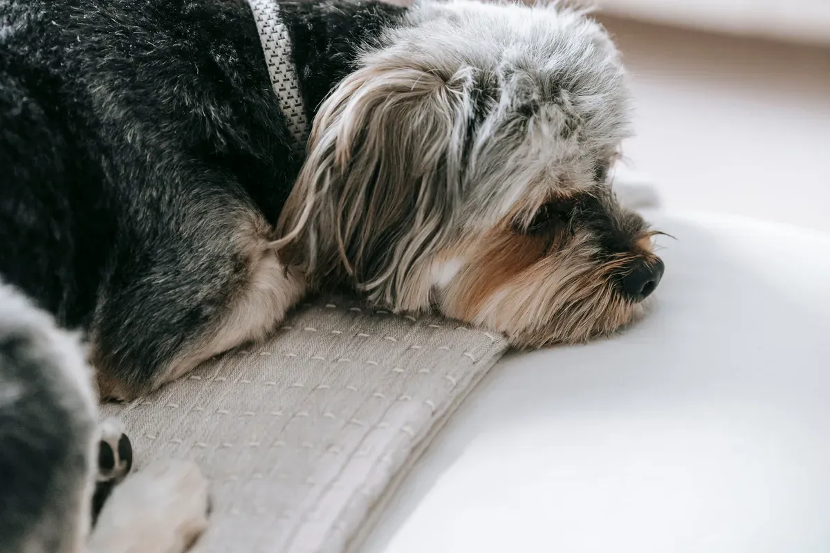 cachorro pequeno deitado sozinho no sofá de uma sala clara