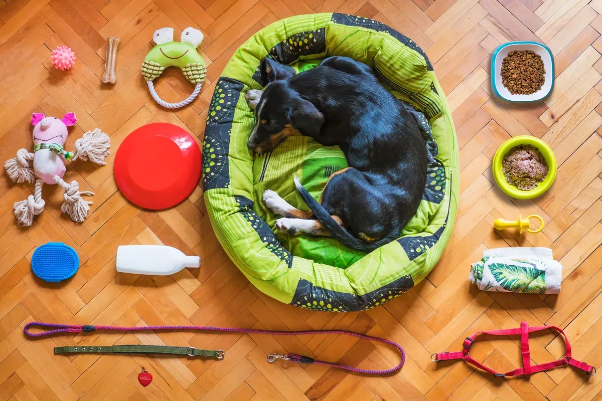 cachorro descansando na própria caminha, no chão de casa