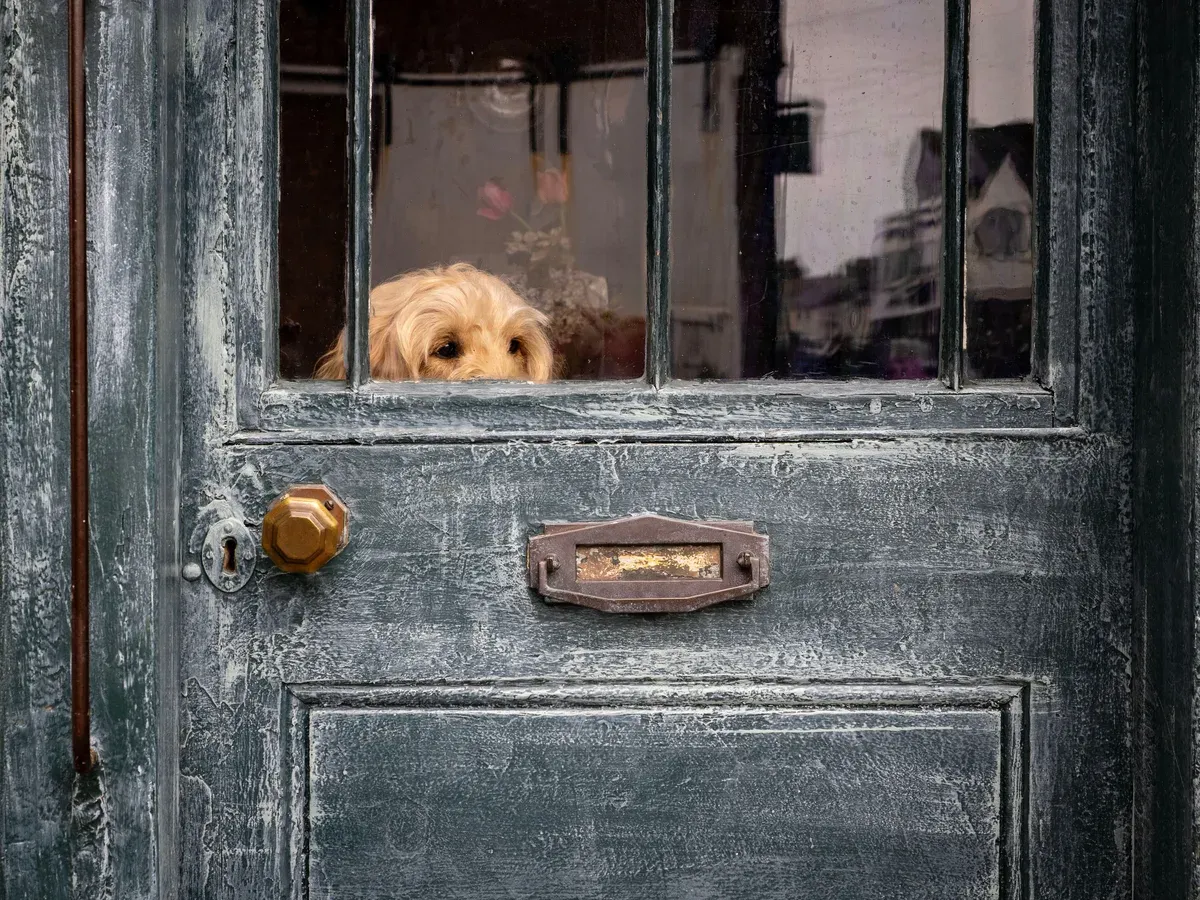 cachorro espiando por uma fresta de porta de madeira dentro de casa