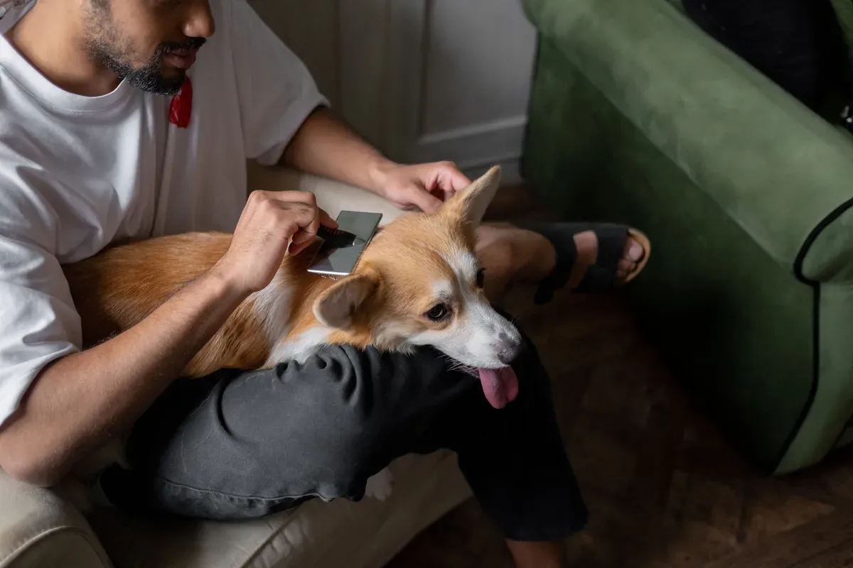 homem passando uma escova de cerdas metálicas no pelo caramelo e branco de um cachorro que descansa no colo dele, no sofá