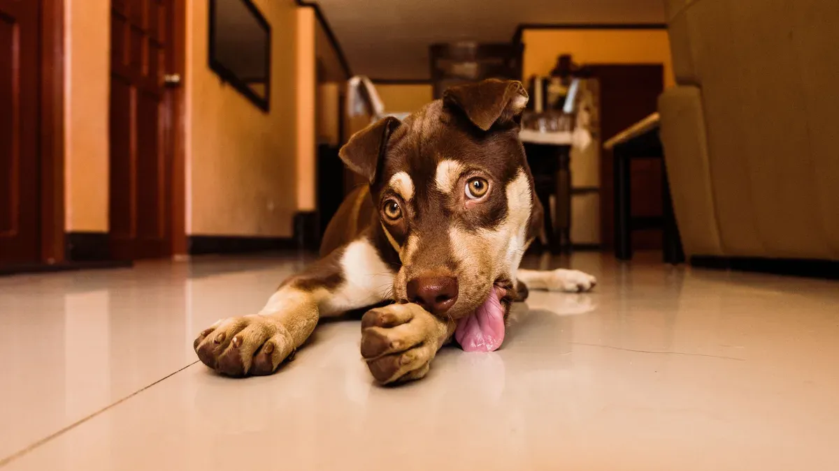 cachorro marrom e branco deitado no piso brilhante de um corredor de casa, lambendo a pata dianteira e olhando para a câmera