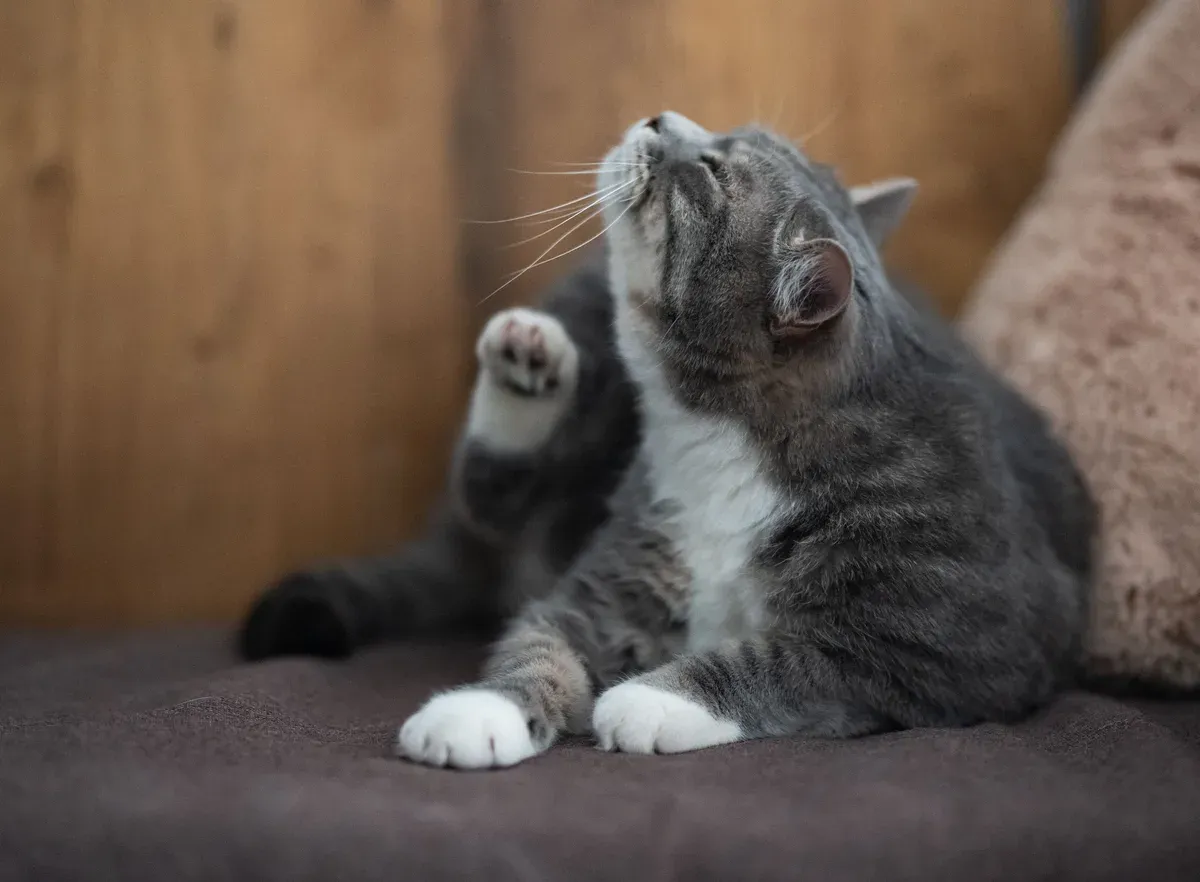 Gato cinza e branco sentado no sofá, coçando a orelha com a pata dianteira e a cabeça inclinada para trás