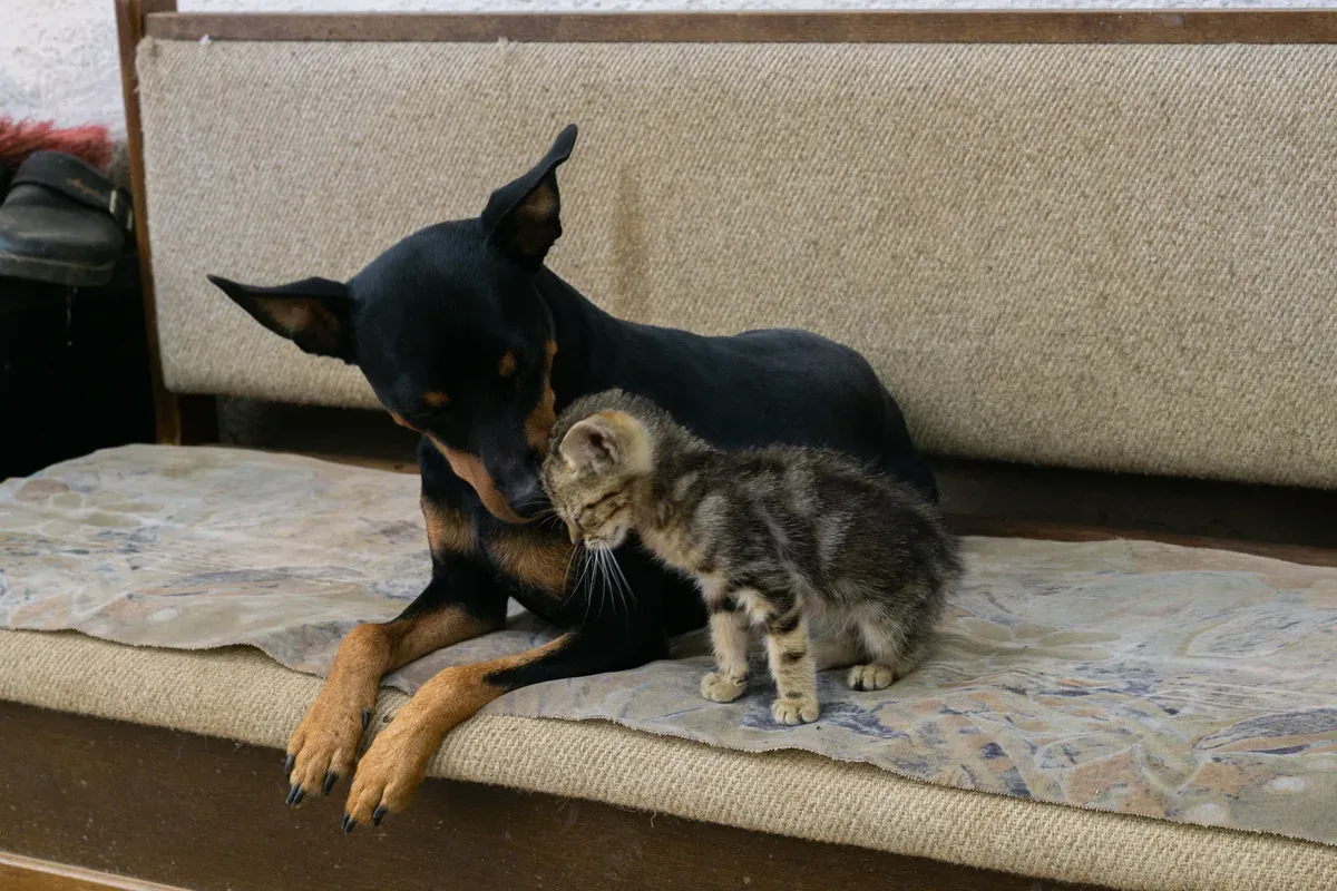 Cachorro pequeno de pelo escuro e filhote de gato encostando o focinho um no outro