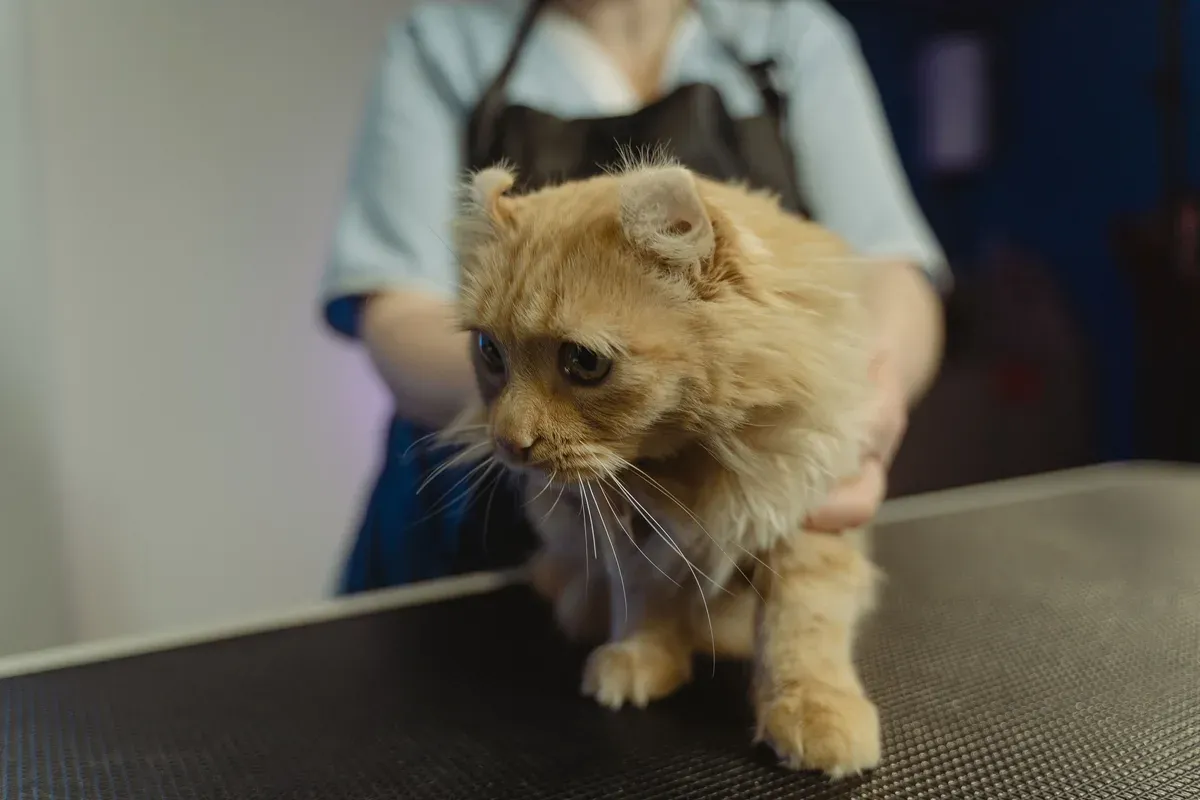 Gato de pelo longo laranja em pé sobre uma mesa de atendimento, ao lado de uma pessoa de jaleco