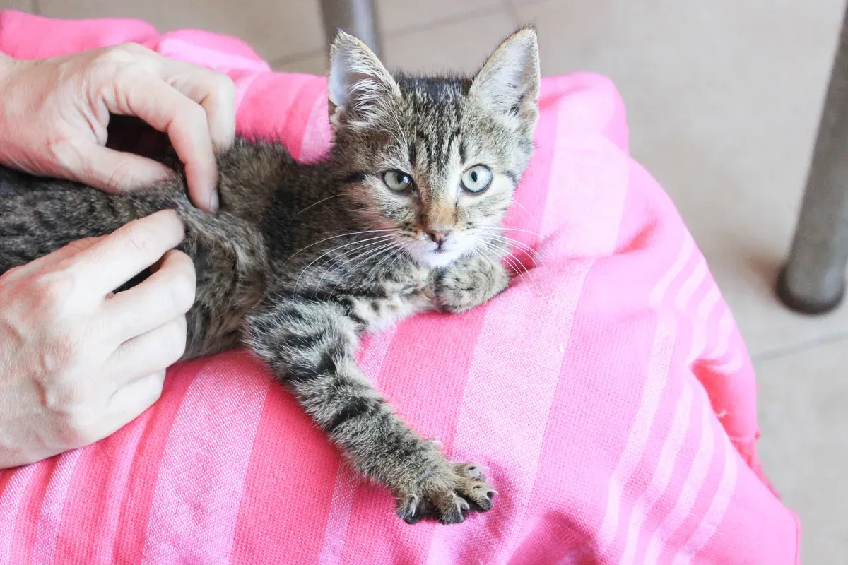 Filhote de gato malhado deitado numa manta rosa e branca, com as mãos de uma pessoa fazendo carinho nele