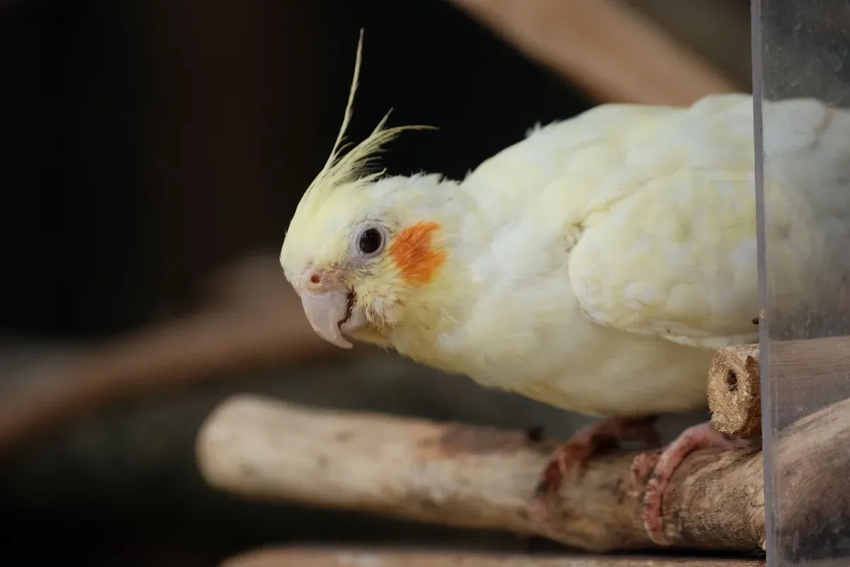 calopsita clara, de crista levantada, pousada num poleiro dentro da gaiola