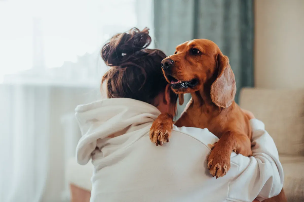 Mulher de costas acariciando uma cadela labrador marrom no chão da sala