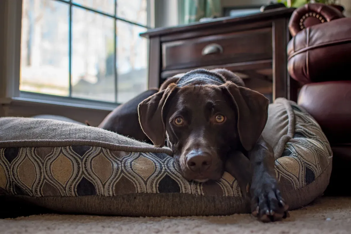 cachorro de pelo marrom-chocolate com a cabeça apoiada numa cama estampada, ao lado de uma janela e de um móvel de madeira escura