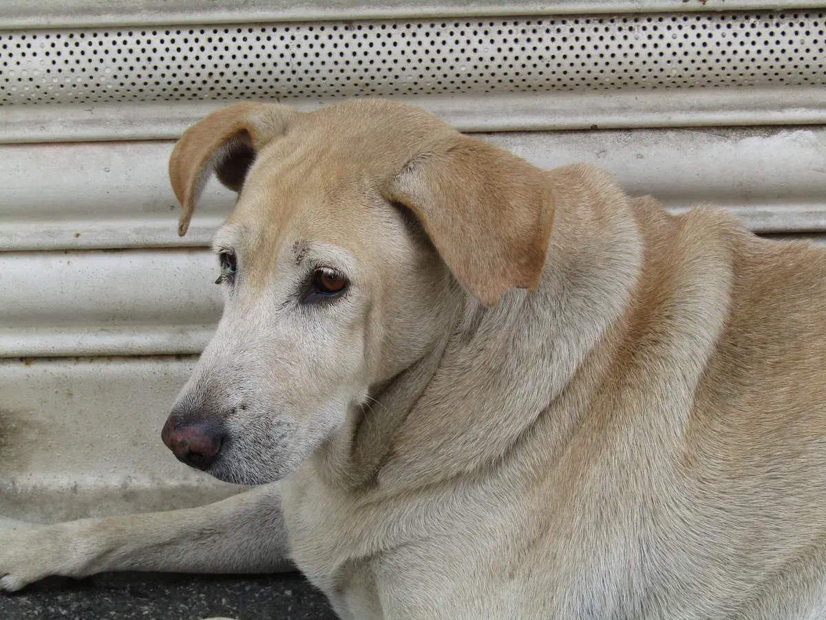 Cadela labrador idosa deitada, com o focinho grisalho, olhando calmamente